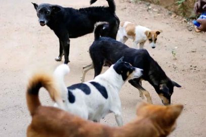 حیدرآباد کے قریب 100 آوارہ کتوں کو زہر دے کر ہلاک کر دیا گیا، مقدمہ درج