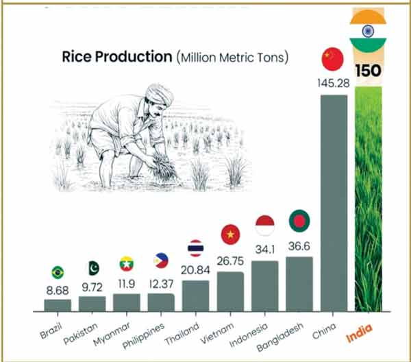 چاول کی پیداوار کا گراف، بھارت سب سے زیادہ، چین دوسرے نمبر پر.