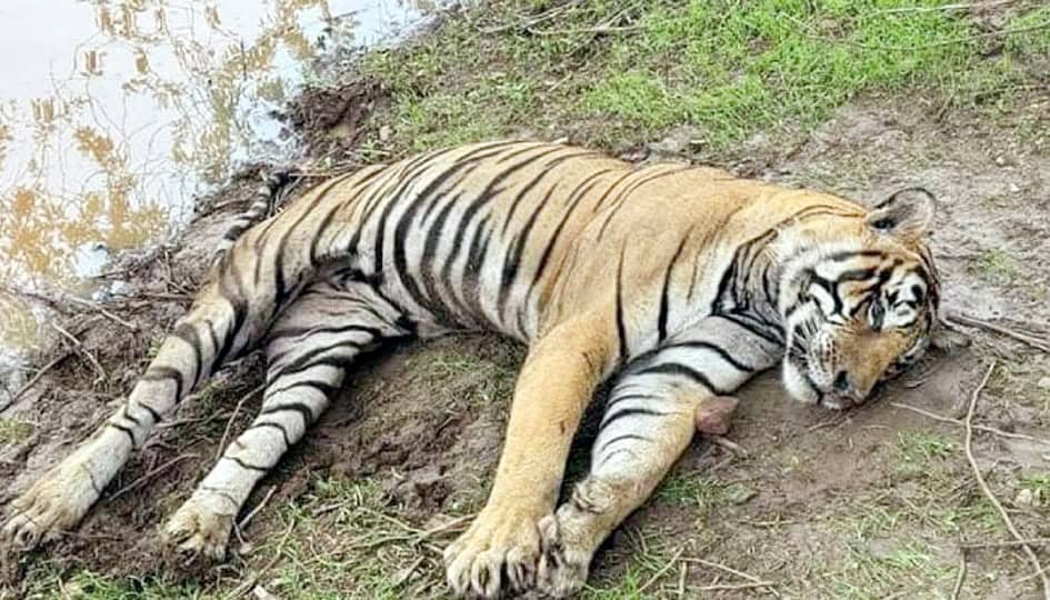 سوتا ہوا شیر، جنگل میں آرام کرتا ہوا، قدرتی ماحول میں.