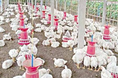 ناگرکرنول میں پولٹری بحران ، وائرس سے 10ہزار مرغیاں ہلاک