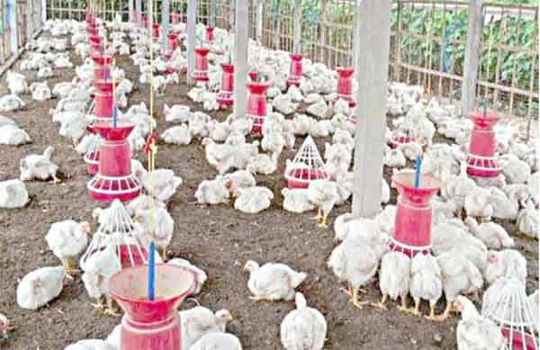 مکمل طور پر آزاد اور صحت مند مرغیاں، انڈے جمع کرنے کے لیے تیار.