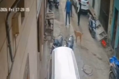 دہلی کے تری نگر میں مسلمانوں کے گھروں کے باہر پنجرے میں بند سور