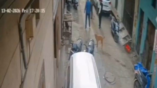 دہلی کے تری نگر میں مسلمانوں کے گھروں کے باہر پنجرے میں بند سور