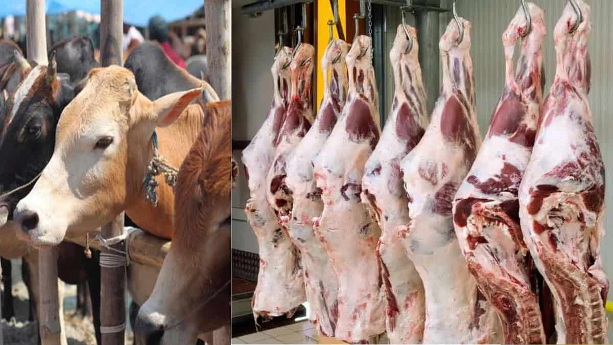 مویشیوں کے گوشت کی دکان، تازہ اور کٹے ہوئے گوشت کی تصاویر.