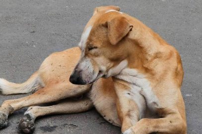 تلنگانہ: پیدا پلی میں آوارہ کتے کے حملے نے 3 سالہ بچی کی جان لے لی