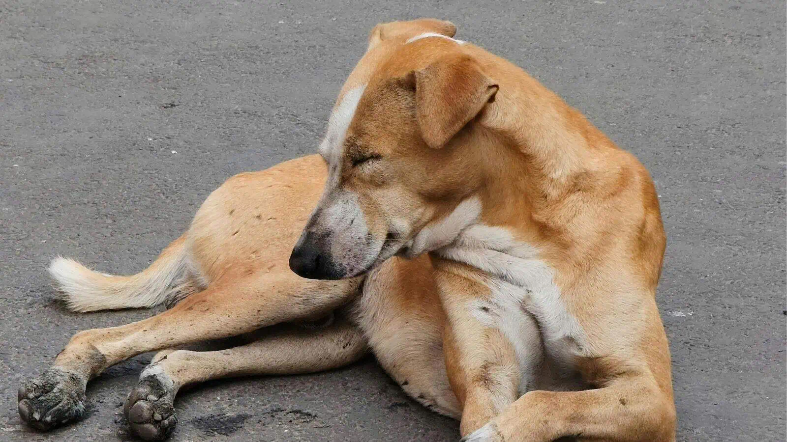 کتے کا آرام دہ اور پرسکون منظر، سڑک پر لیٹا ہوا، پرسکون اور آرام دہ.