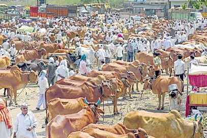 بڑے جانوروں کی خریداری میں مغربی بنگال کے مسلمانوں کی حکمت عملی موضوع بحث