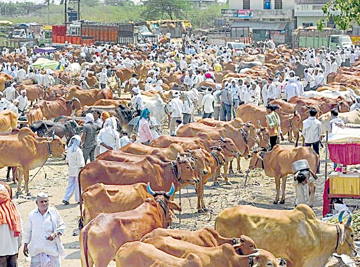 مویشی منڈی میں بڑے پیمانے پر جانوروں کی خرید و فروخت جاری ہے، کسان اور تاجر جانوروں کی قیمتوں کے لیے.