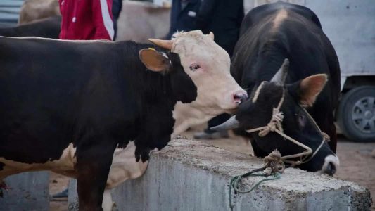 عید الاضحیٰ: کلکتہ ہائی کورٹ نے بنگال میں مویشیوں کے ذبیحہ پر پابندی کا حکم محفوظ رکھا