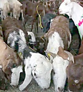 ممبئی کی رہائشی سوسائٹی میں قربانی پر پابندی