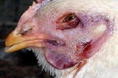 انسانی ایویئن فلو: مہاراشٹر میں 8 مشتبہ نمونے این آئی وی کو بھیجے جائیں گے۔