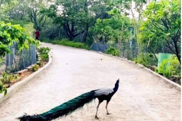 ایک خوبصورت راستہ جس پر ایک مور چل رہا ہے، ارد گرد سبزہ اور درخت.